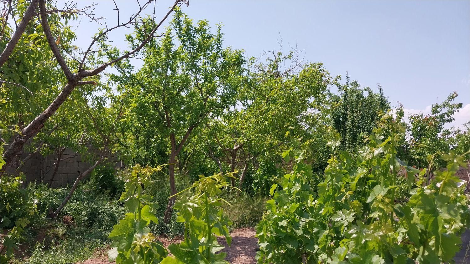 باغچه چهاردیواری ۲۷۰متری بابنای قدیمی|فروش خانه و ویلا|شهریار, |دیوار