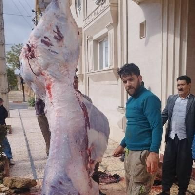 قصاب و زبح گوسفند گوساله با موازین شرعی|خدمات پذیرایی، مراسم|همدان, |دیوار