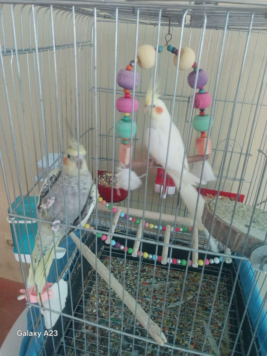 عروس هلندی نر و ماده سرحال|پرنده|پاکدشت, پارچین|دیوار