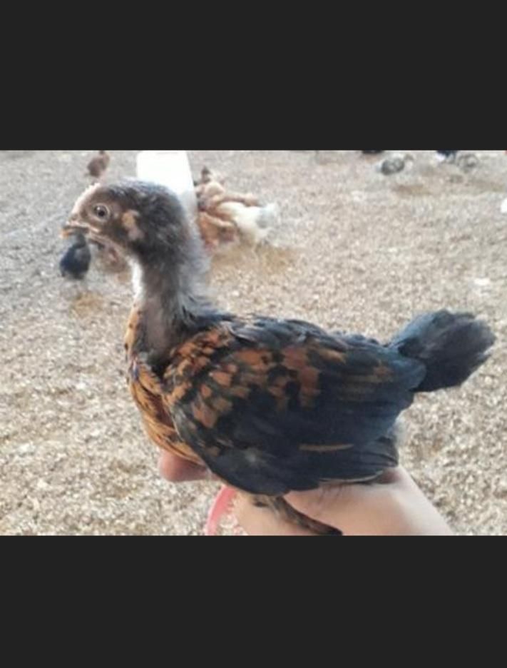 20000|حیوانات مزرعه|خاش, |دیوار