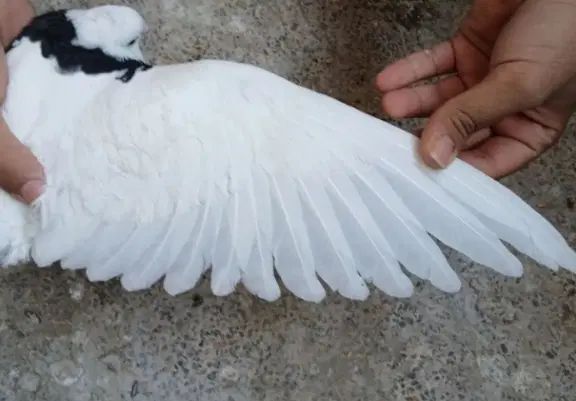 کفتر|پرنده|اصفهان, فروردین|دیوار