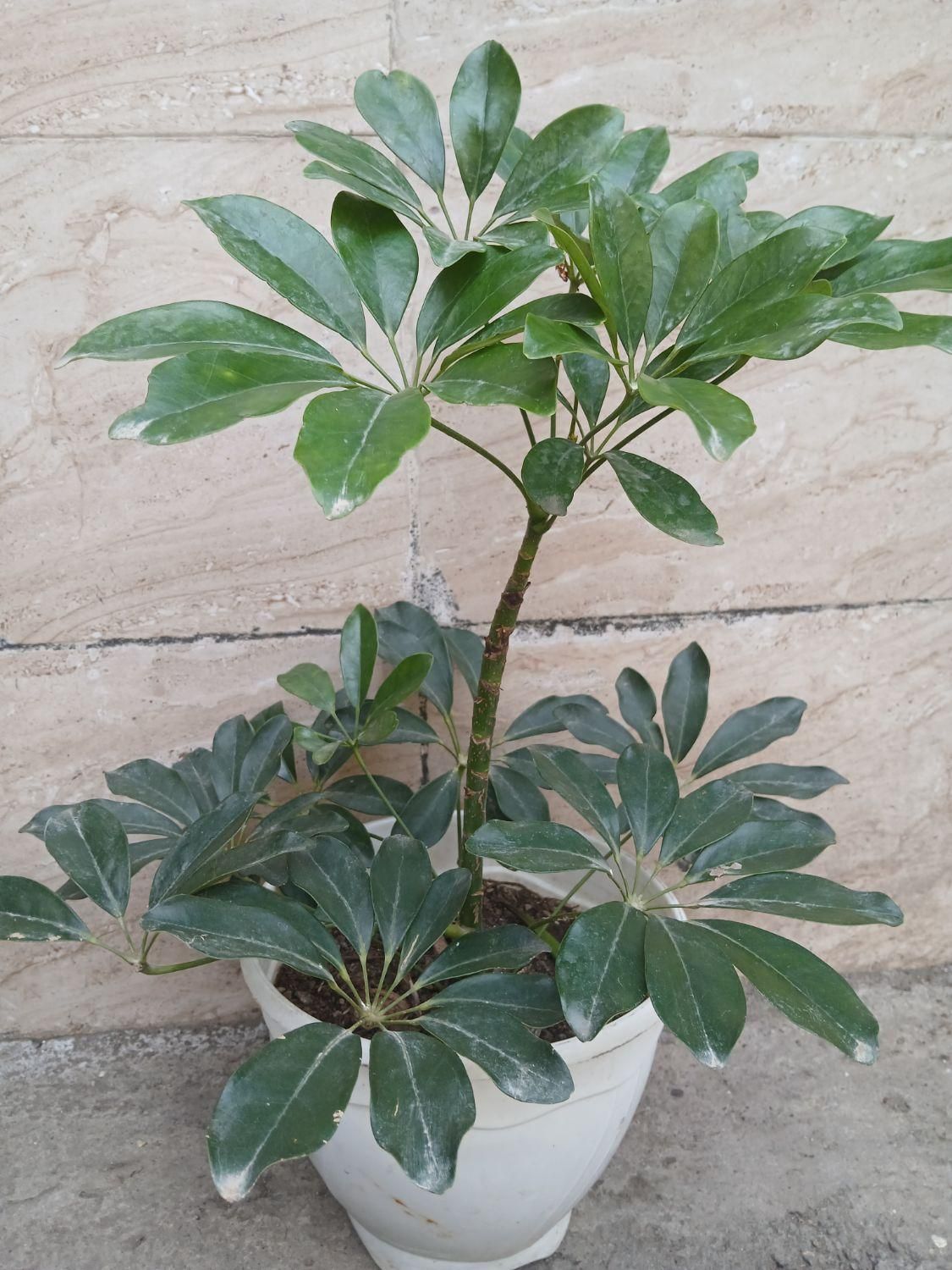 انواع گل‌های آپارتمان و ویلایی|گل و گیاه طبیعی|رشت, عینک|دیوار