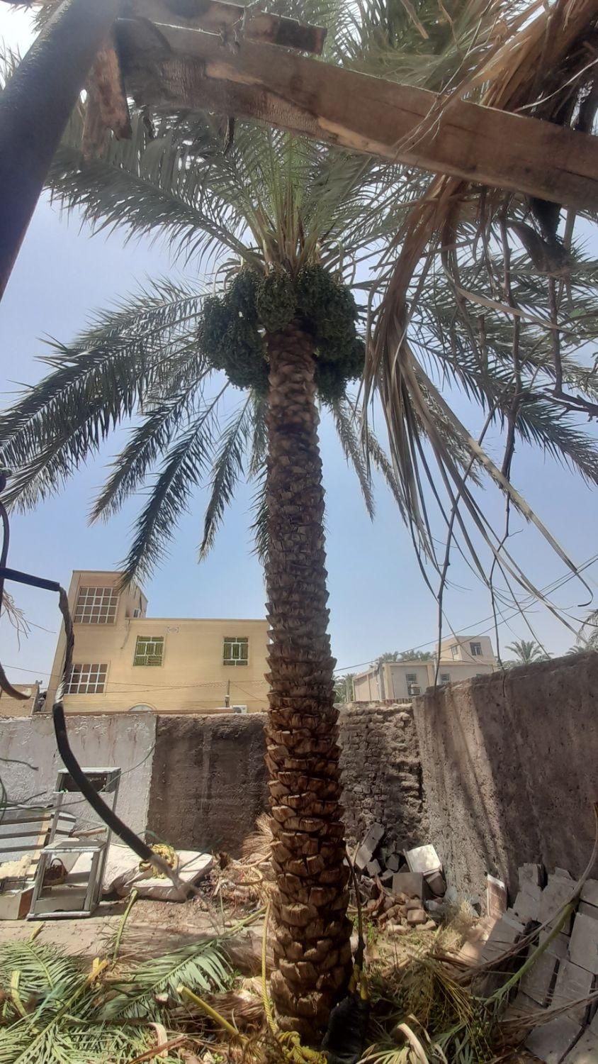 درخت گرازحرفه ای|گل و گیاه طبیعی|بم, |دیوار