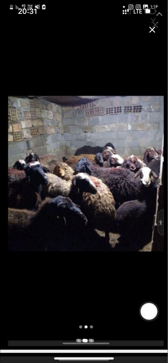 گوسفنده زنده بلوار امیرکبیر سه راه کیانمهر|حیوانات مزرعه|کرج, کیانمهر|دیوار