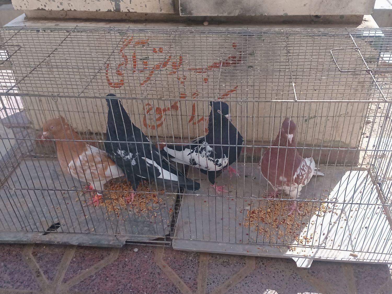 کفتررنگه|پرنده|تربت جام, شاد|دیوار