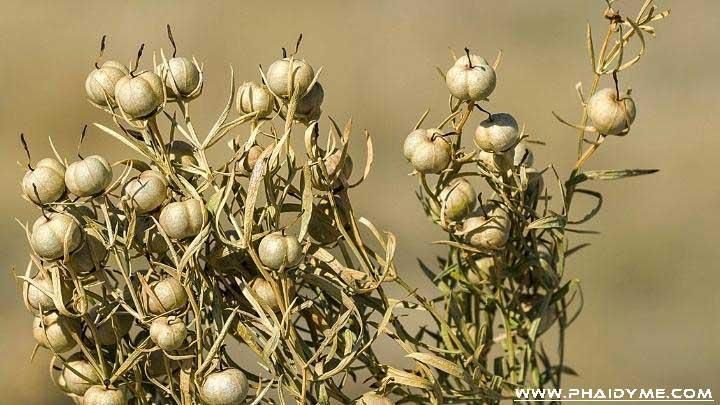 اسپند دیمی|خوردنی و آشامیدنی|اصفهان, کوجان|دیوار