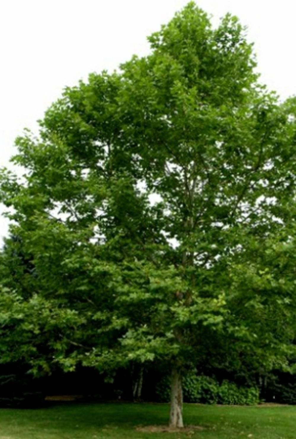 درختان ۷تا ۱۵ متر ارتفاع تبدیل زمین به باغ بزرگ|خدمات باغبانی و درختکاری|مشهد, کشاورز|دیوار