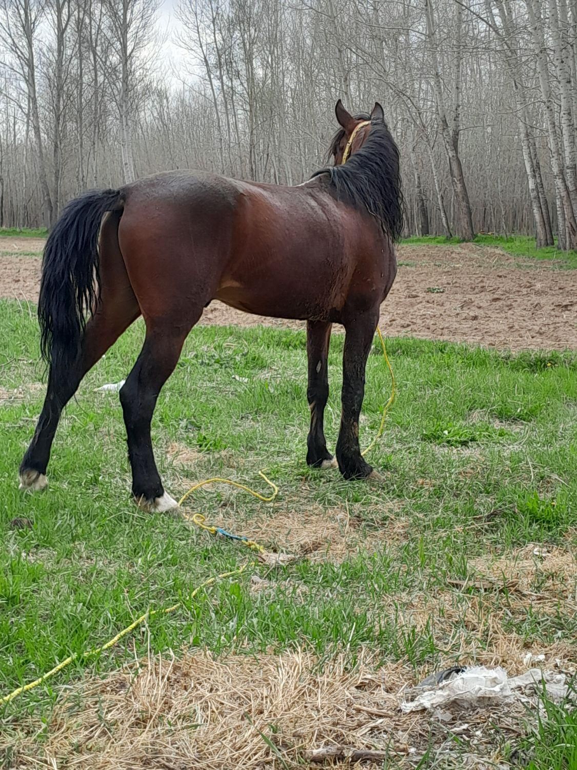 اسب یورقه|اسب و تجهیزات اسبسواری|تبریز, |دیوار