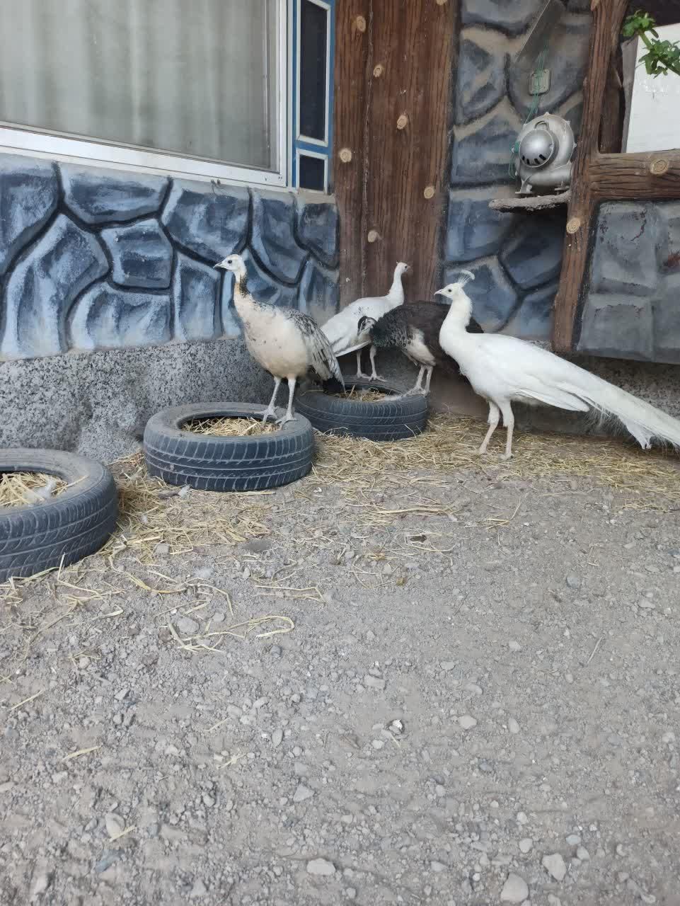 فروش پرنده زینتی طاووس|پرنده|اصفهان, بهارستان|دیوار