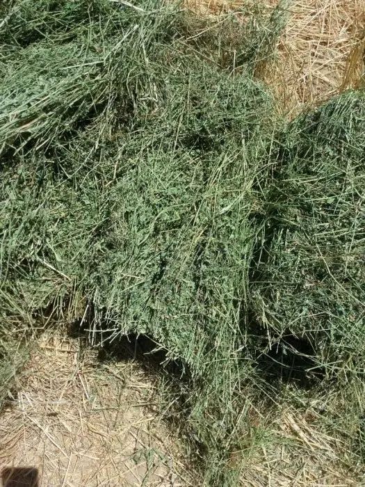 علوفه یونجه ۲۱ تومن )خریدار عمده تخفیف داره( مشکین|خدمات باغبانی و درختکاری|اردبیل, |دیوار