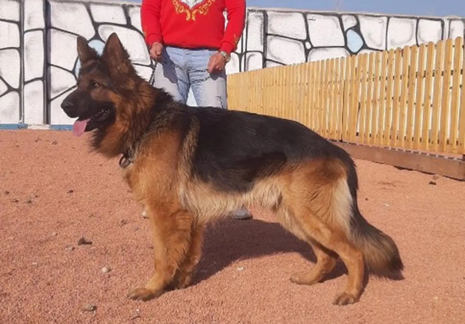 ژرمن آلمانی نگهبان باهوش آموزش پذیرgerman shepherd|سگ|تهران, کن|دیوار