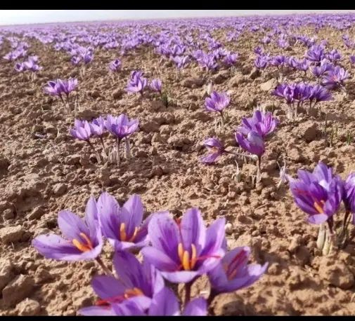 زمین کشاورزی جهت کشت زعفران|اجارهٔ دفتر صنعتی، کشاورزی، تجاری|مشهد, کارده|دیوار