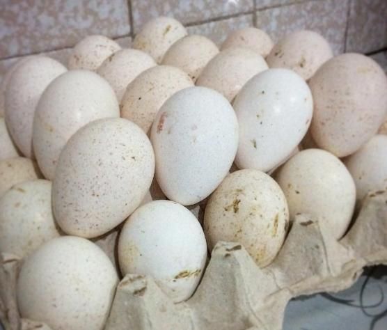 فروش تخم نطفه دار بوقلمون برنز و بیوتی|حیوانات مزرعه|تهران, بازار|دیوار