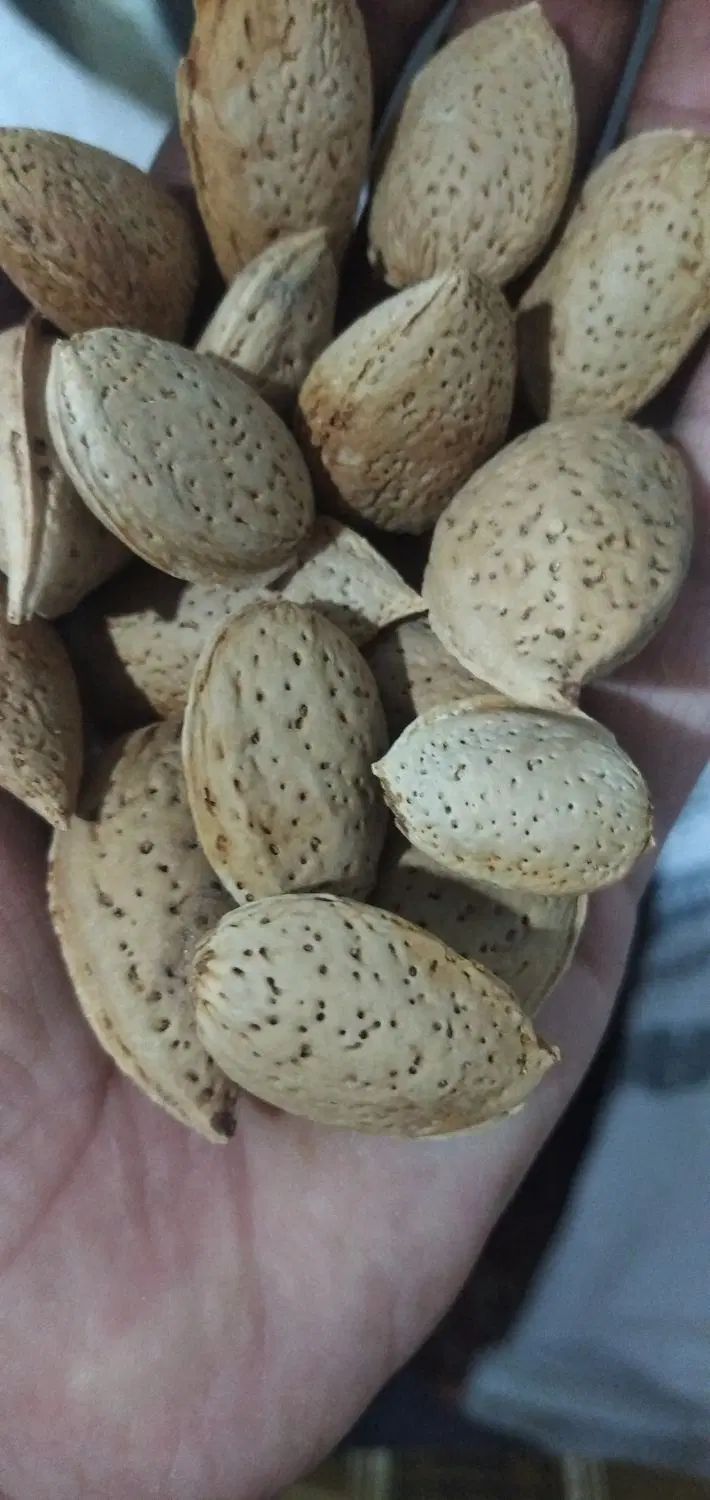 بادام امسالی کیلو ۲۵۰|خوردنی و آشامیدنی|مشهد, طرق|دیوار