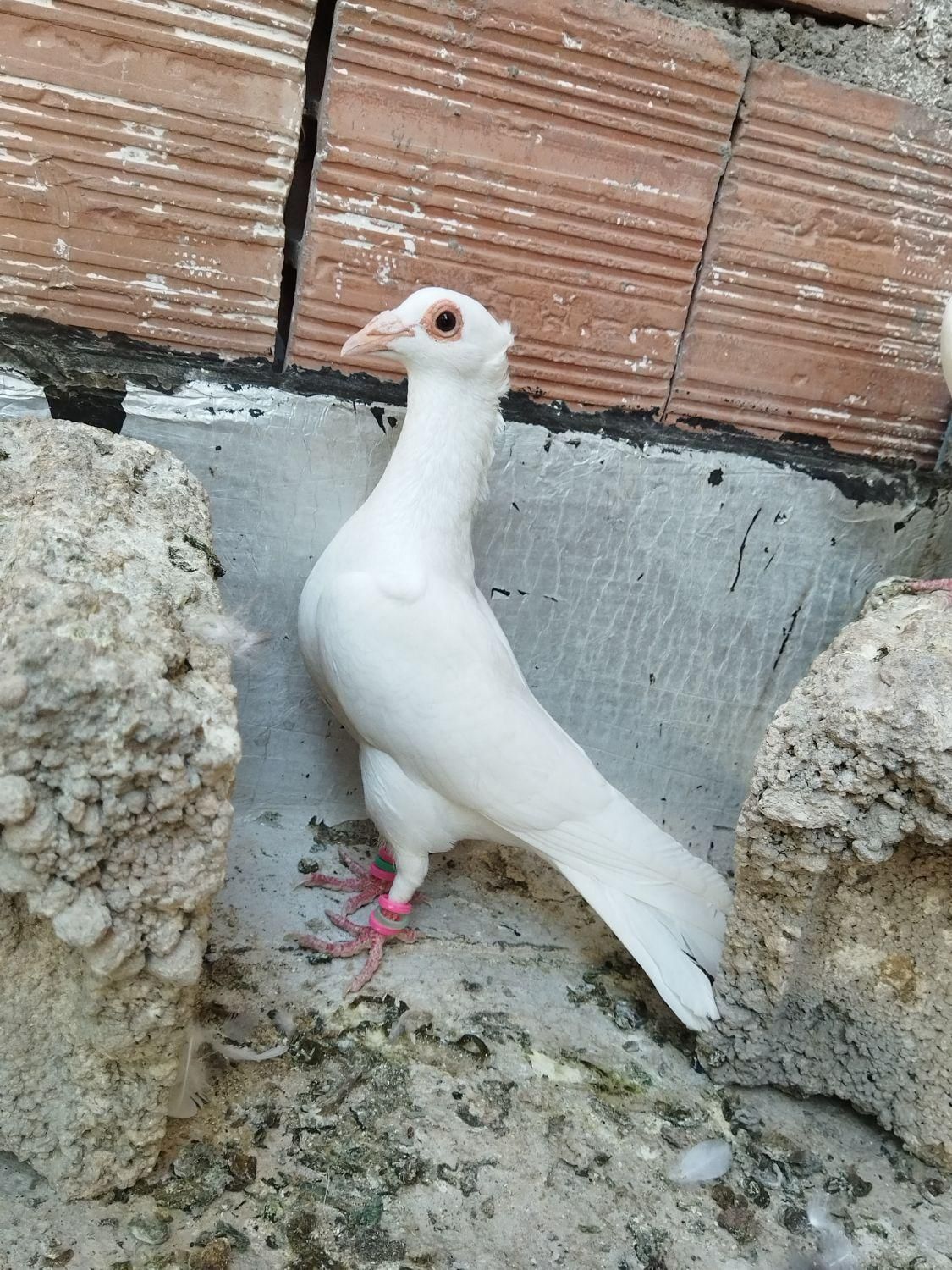 کبوتر سره ای با سفید کلاهی|پرنده|کرمان, |دیوار