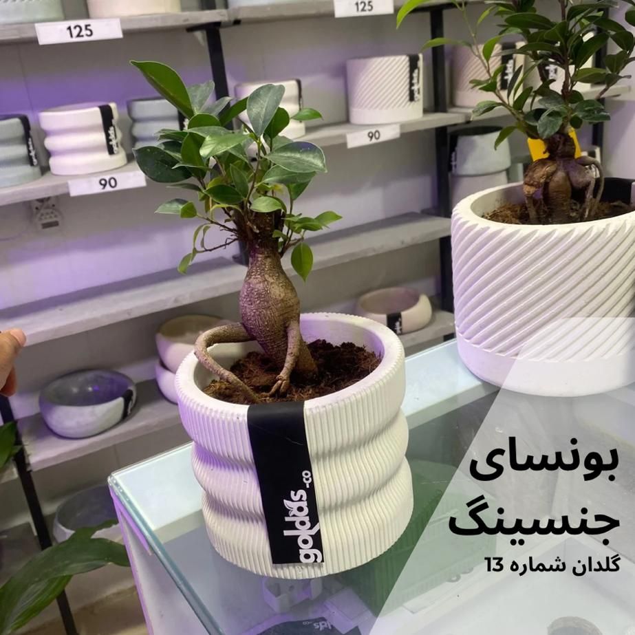فروش ویژه بونسای جنسینگ|گل و گیاه طبیعی|اصفهان, الهیه|دیوار