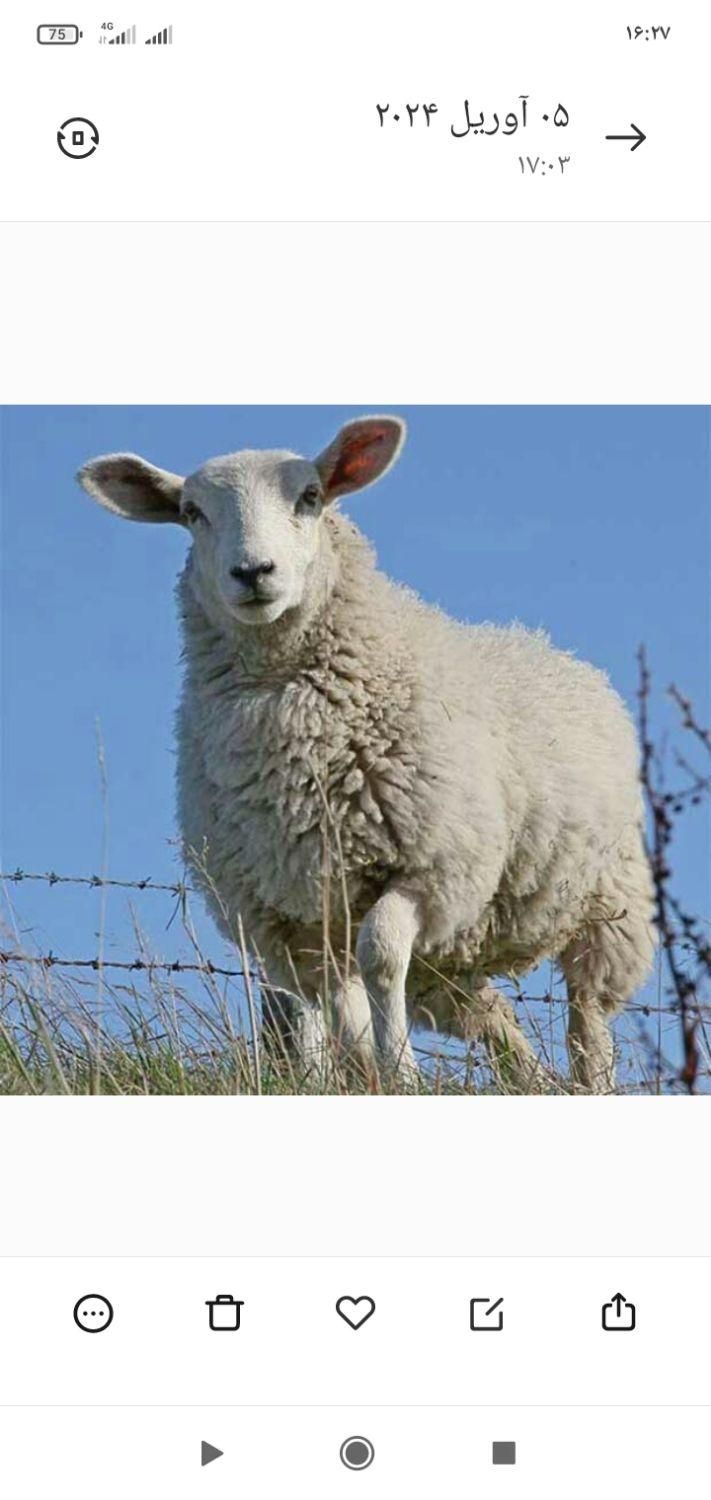 سلاخی وقصاب سیار، سلاخ گوسفند|خدمات پذیرایی، مراسم|خرمآباد, |دیوار