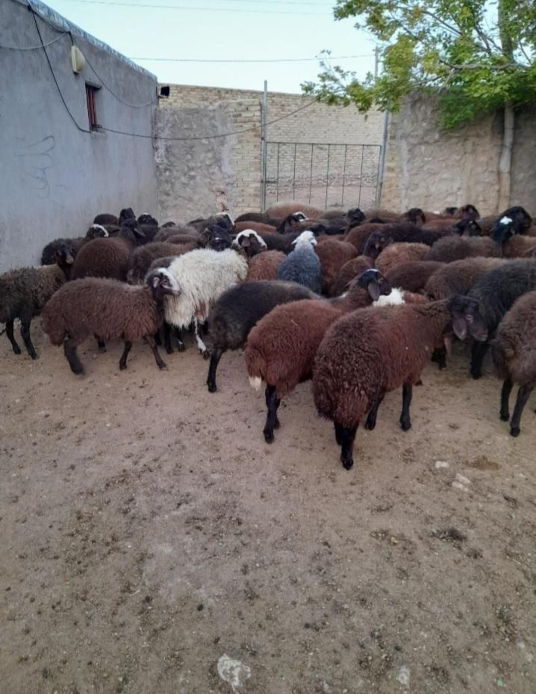 گوسفند زنده|حیوانات مزرعه|رشت, انصاری|دیوار
