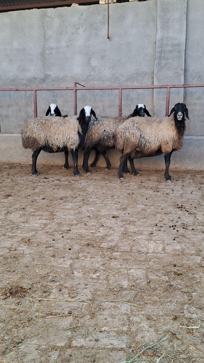 بهترین و زیباترین نژژاد بومی ایران|حیوانات مزرعه|آباده, |دیوار