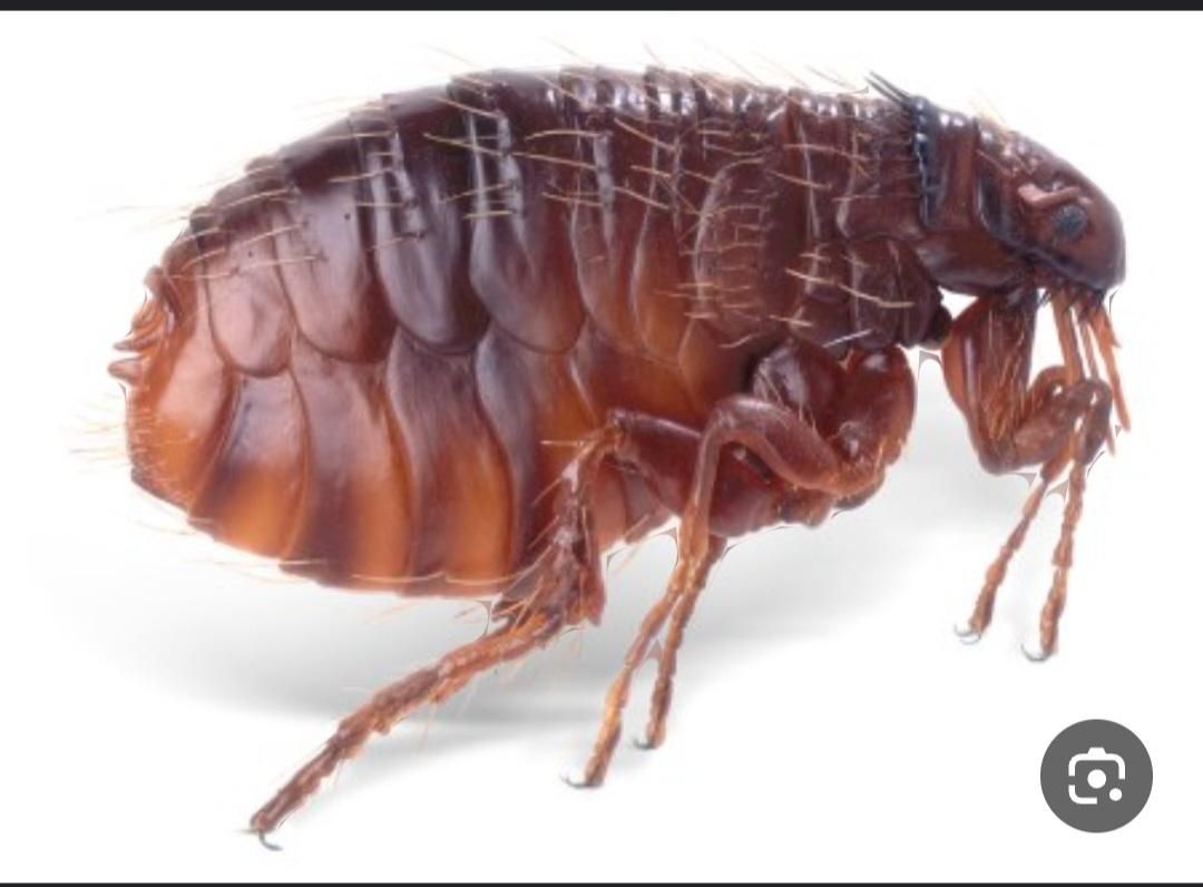 سمپاشی چیچک|خدمات نظافت|اسلامشهر, زرافشان|دیوار