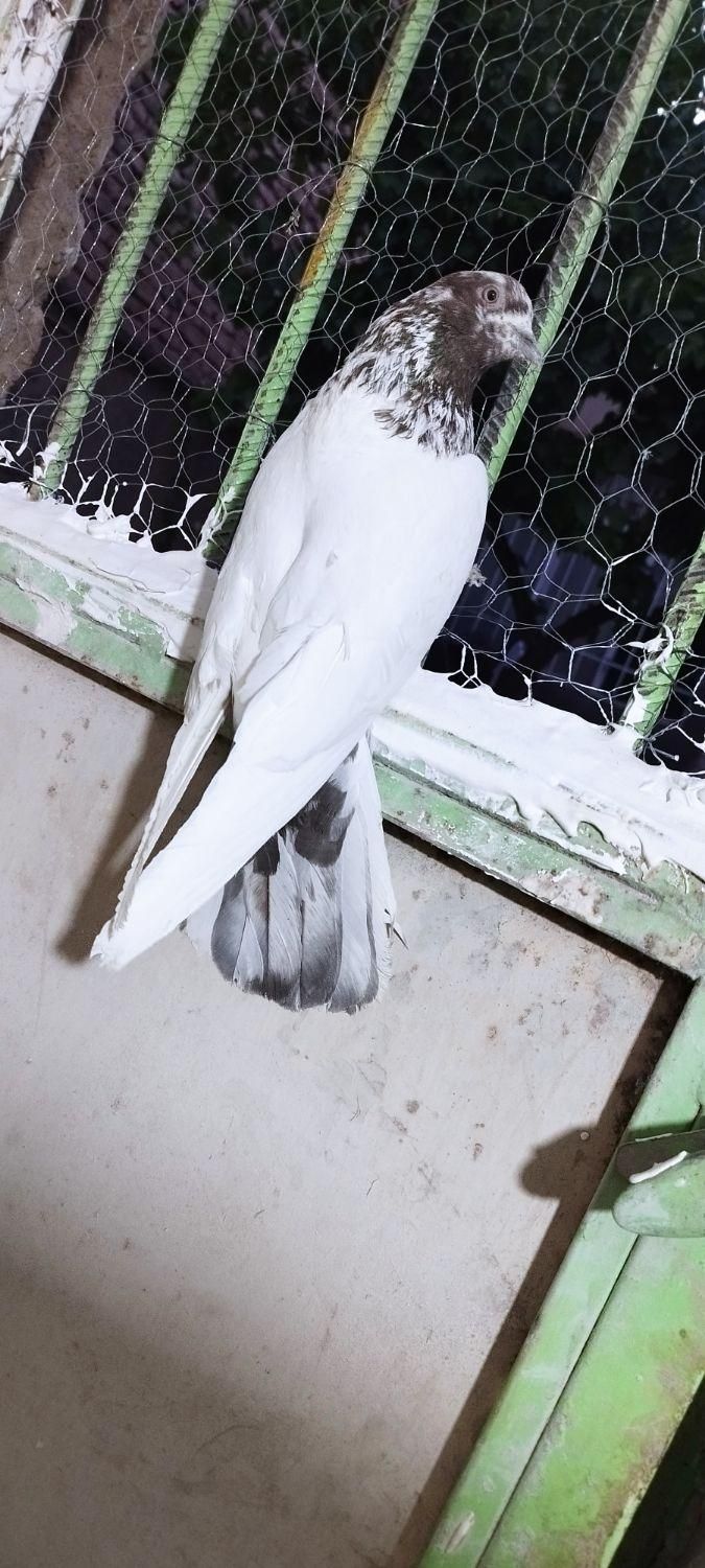 نر کله ای اصیل و جوجه  ب شرط|پرنده|آسارا, |دیوار