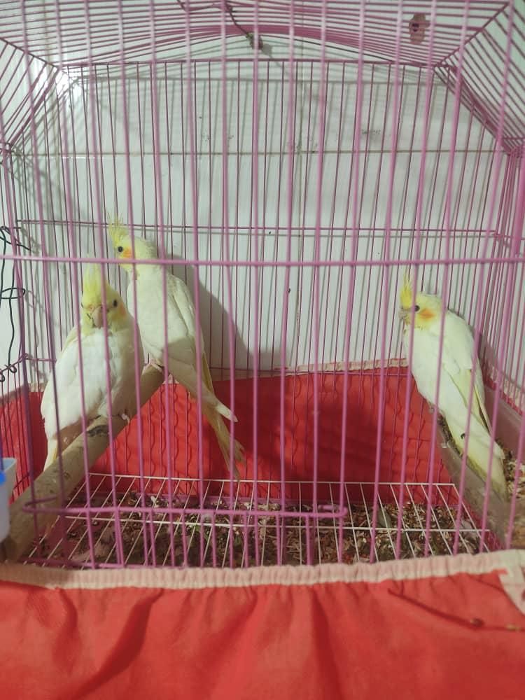 عروس پاریس۶ماهه|پرنده|سوسنگرد, |دیوار