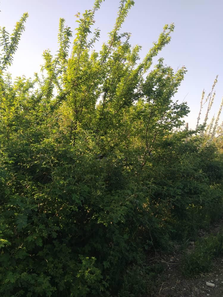 فروش زمین ۲۲۰۰ متری معاوضه شمال ماشین تهران شهریار|فروش زمین و ملک کلنگی|رباط‌کریم, منجیل آباد|دیوار