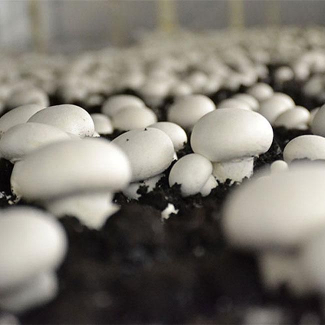 قارچ تازه یزد ، همه روزه ، ارسال رایگان|خوردنی و آشامیدنی|یزد, |دیوار