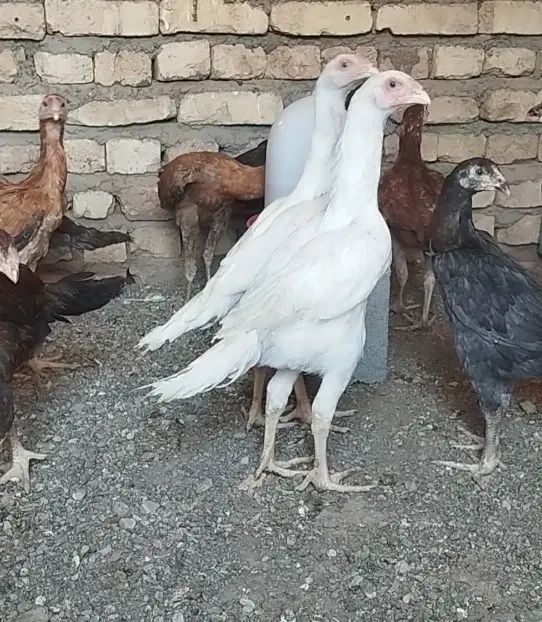 لاری خروس جوجه مرغ|حیوانات مزرعه|مشهد, کوی پلیس|دیوار