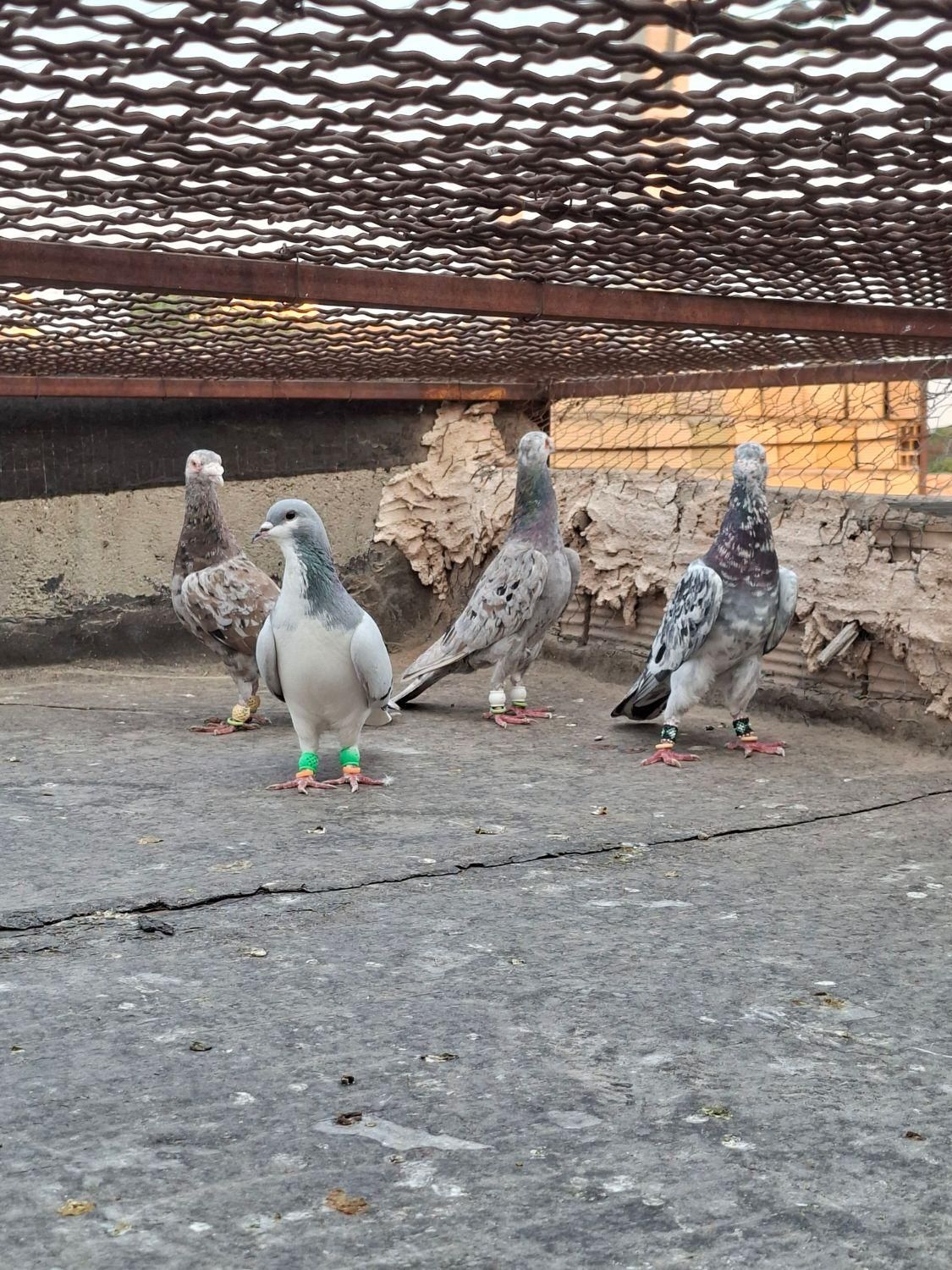 کبوتر|پرنده|تاکستان, |دیوار