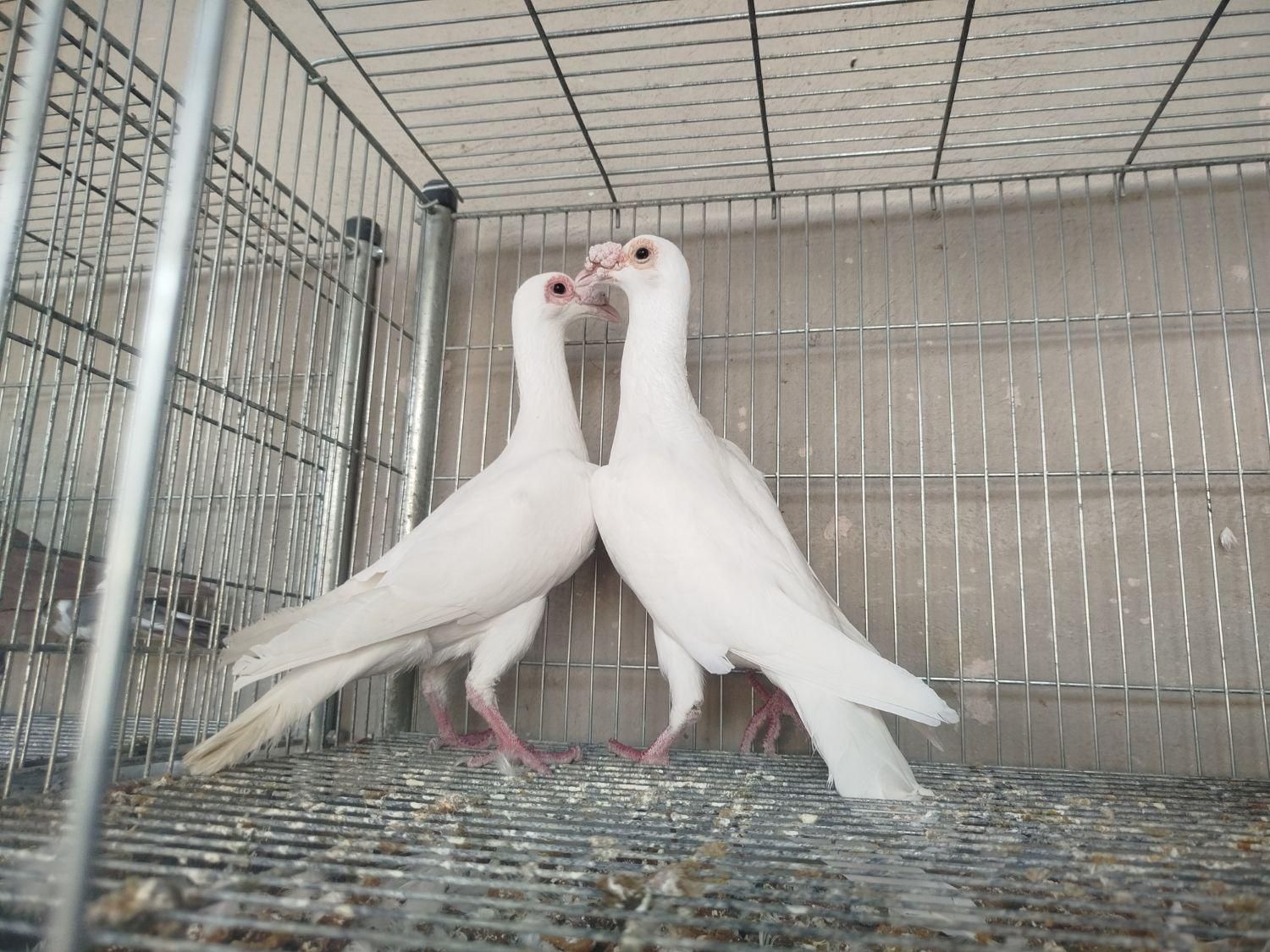 کاریر تعداد|پرنده|اصفهان, ارغوانیه|دیوار