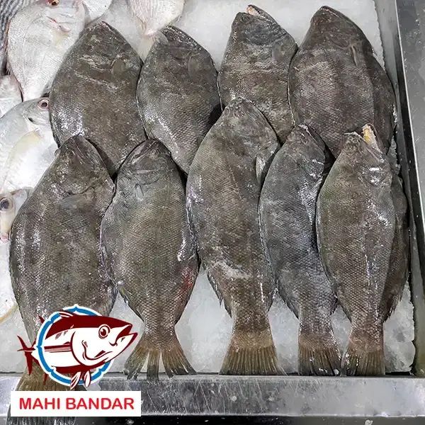 انواع خوشمزه ترین و تازه ترین ماهی های جنوب عمده|ماهی|تهران, فاطمی|دیوار