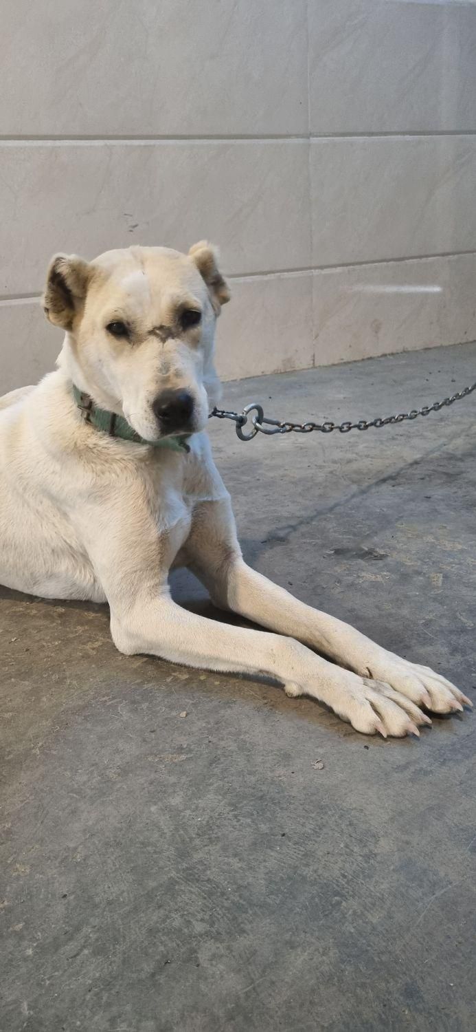 ماده خراسانی|سگ|مشهد, امیریه|دیوار