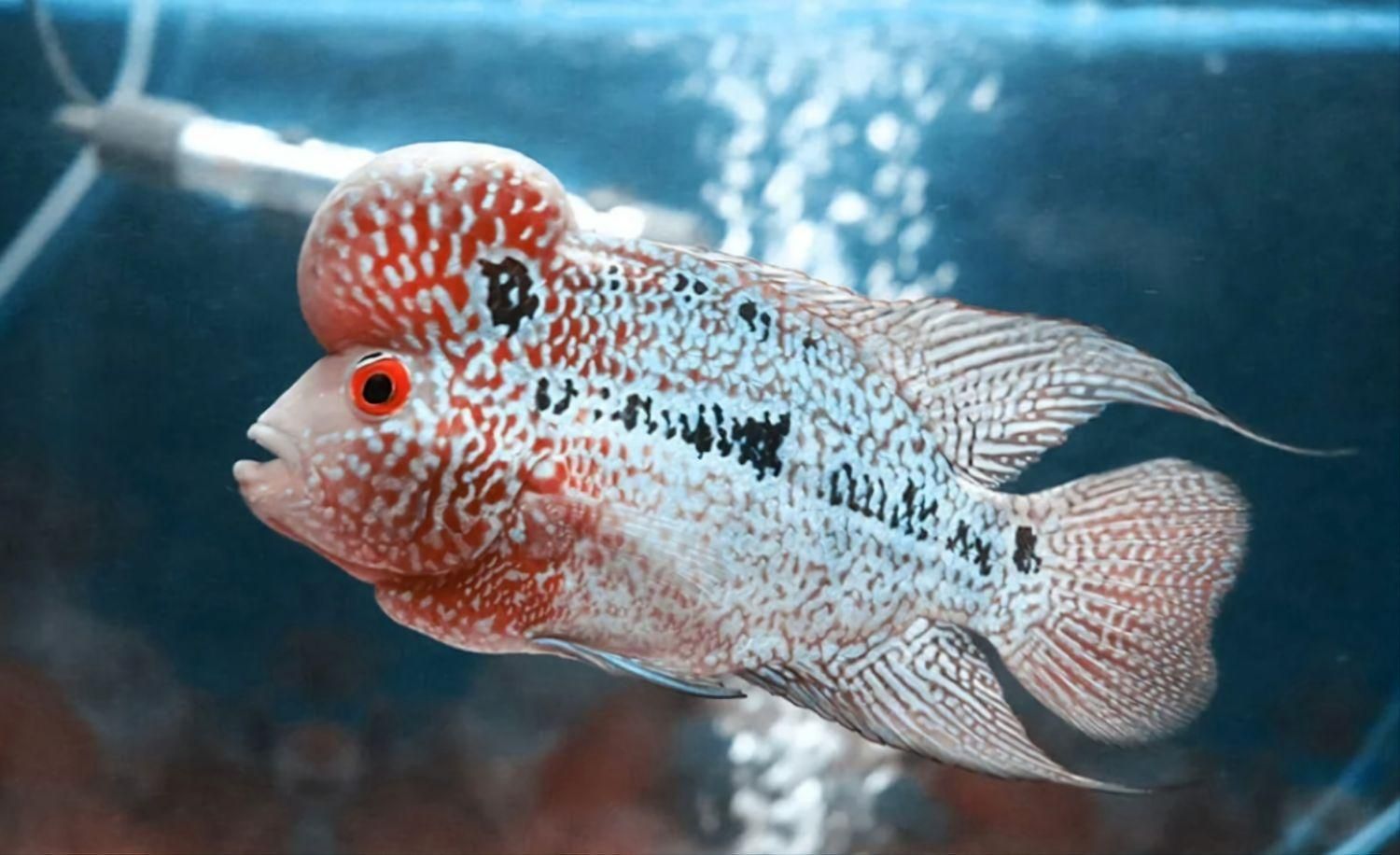 فلاور هورن تایلندی AA|ماهی|قم, هنرستان|دیوار