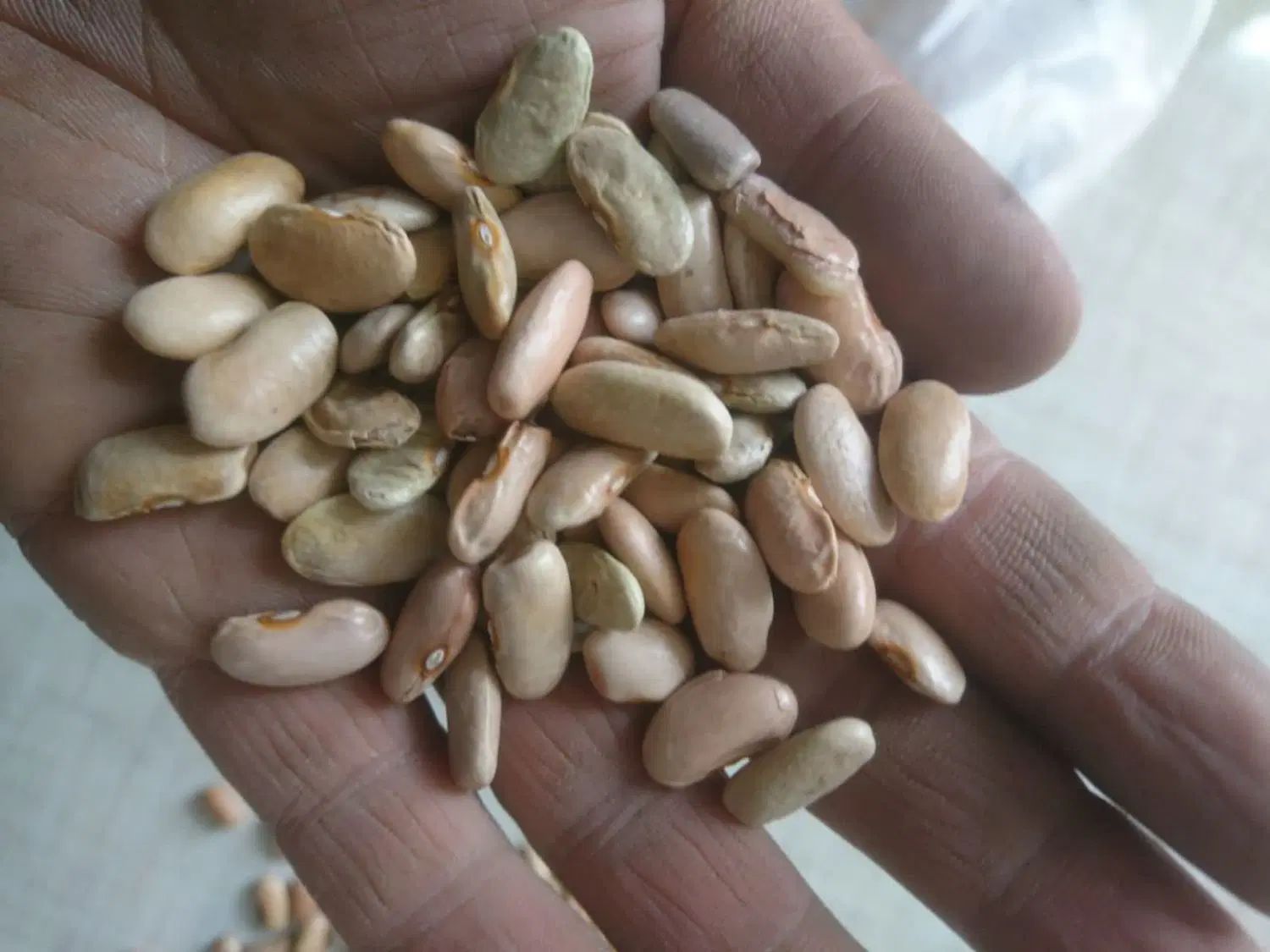 لوبیا کپسولی لوبیا کشاورز|خوردنی و آشامیدنی|تهران, آبشار|دیوار