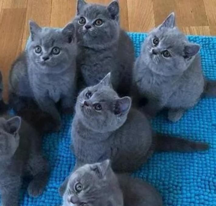 خریدوفروش گربه اسکاتیش|گربه|تهران, شهرک غرب|دیوار