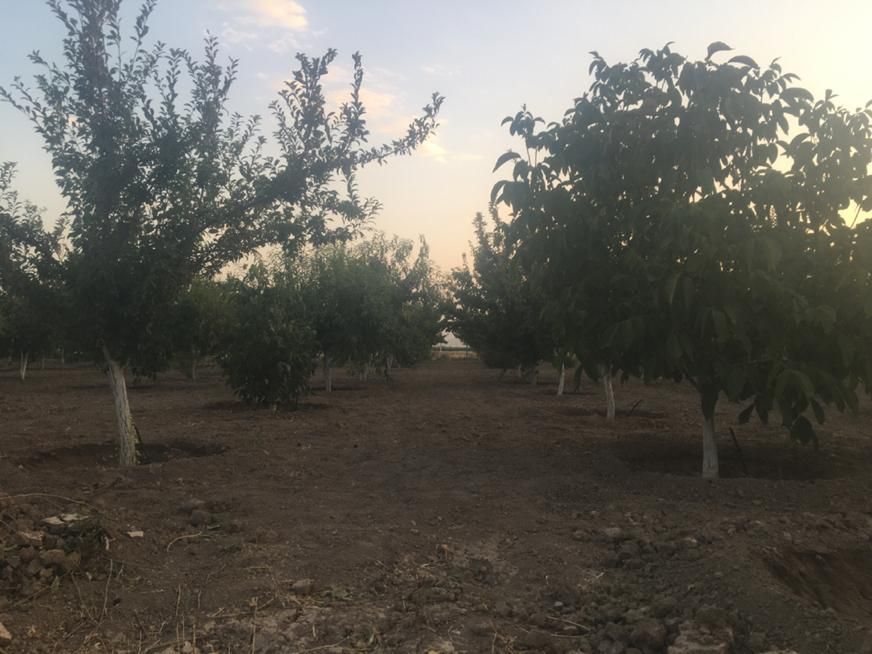 باغ۱۰۰۰متری حسین آباد نقش رستم|فروش زمین و ملک کلنگی|مرودشت, نقش رستم|دیوار