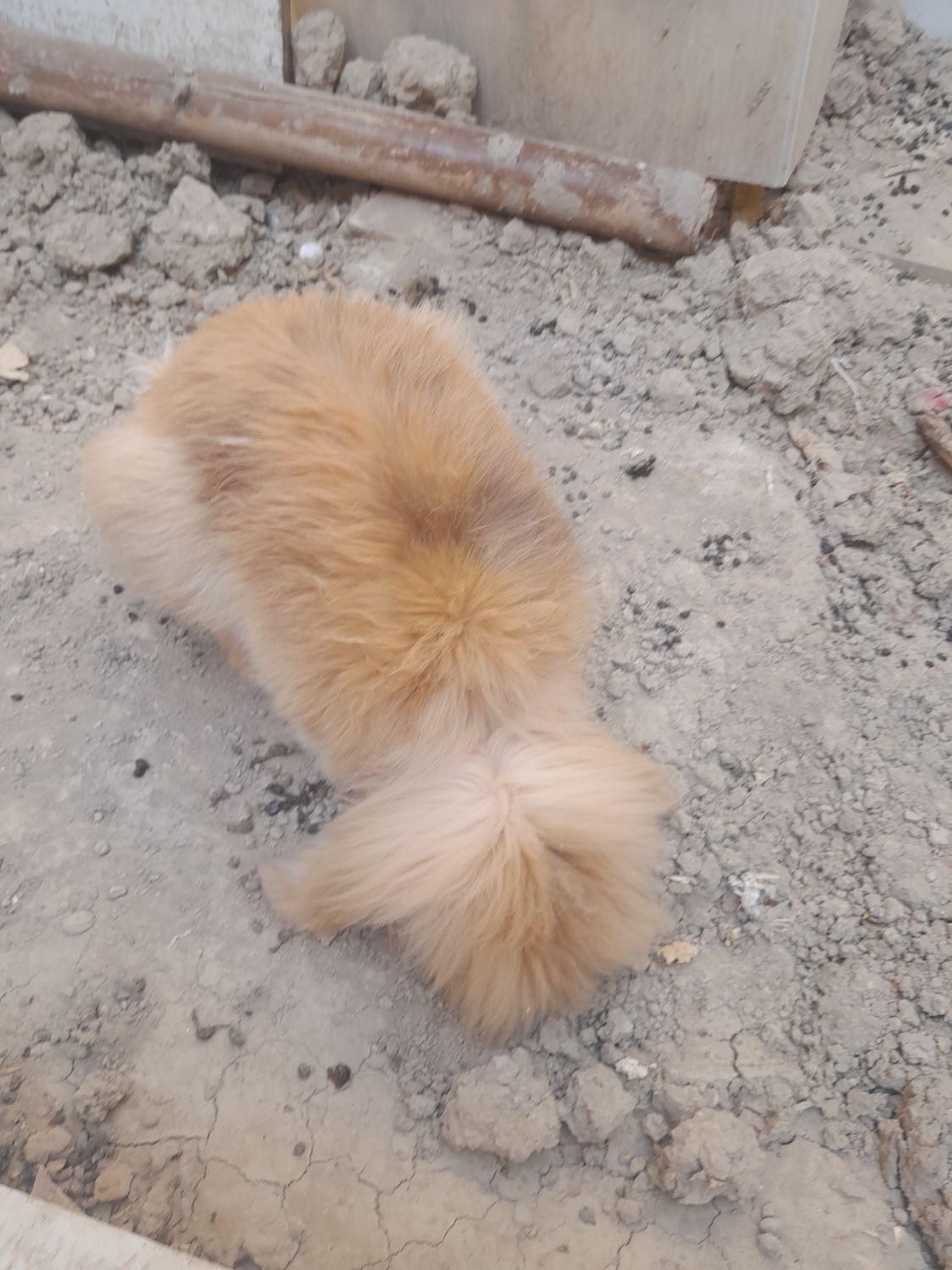 خرگوش لپی|موش و خرگوش|اصفهان, کوجان|دیوار