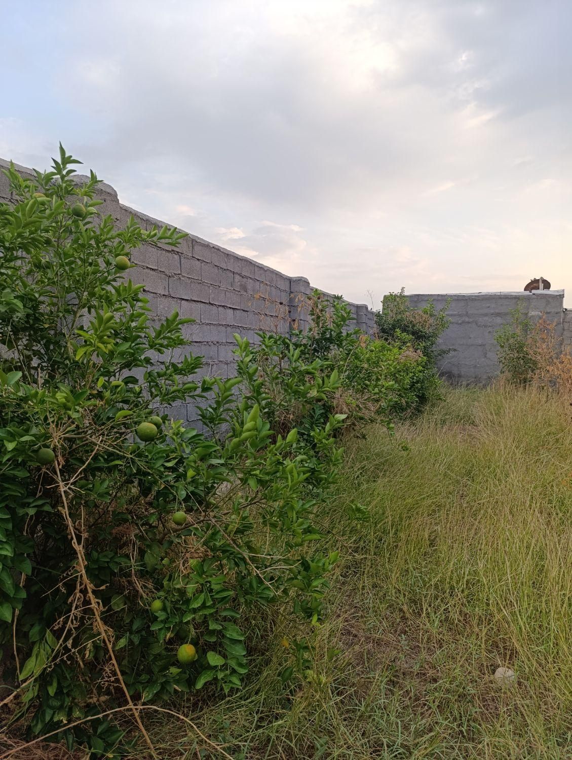 فروش باغچه/برق آب تصفیه/اول ورودی بنوارشامی|فروش دفتر صنعتی، کشاورزی، تجاری|دزفول, |دیوار