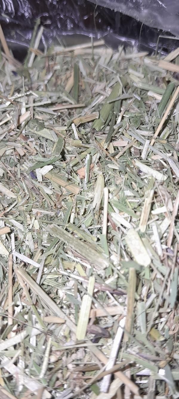 بنچه یونجه|حیوانات مزرعه|شیروان (خراسان), |دیوار
