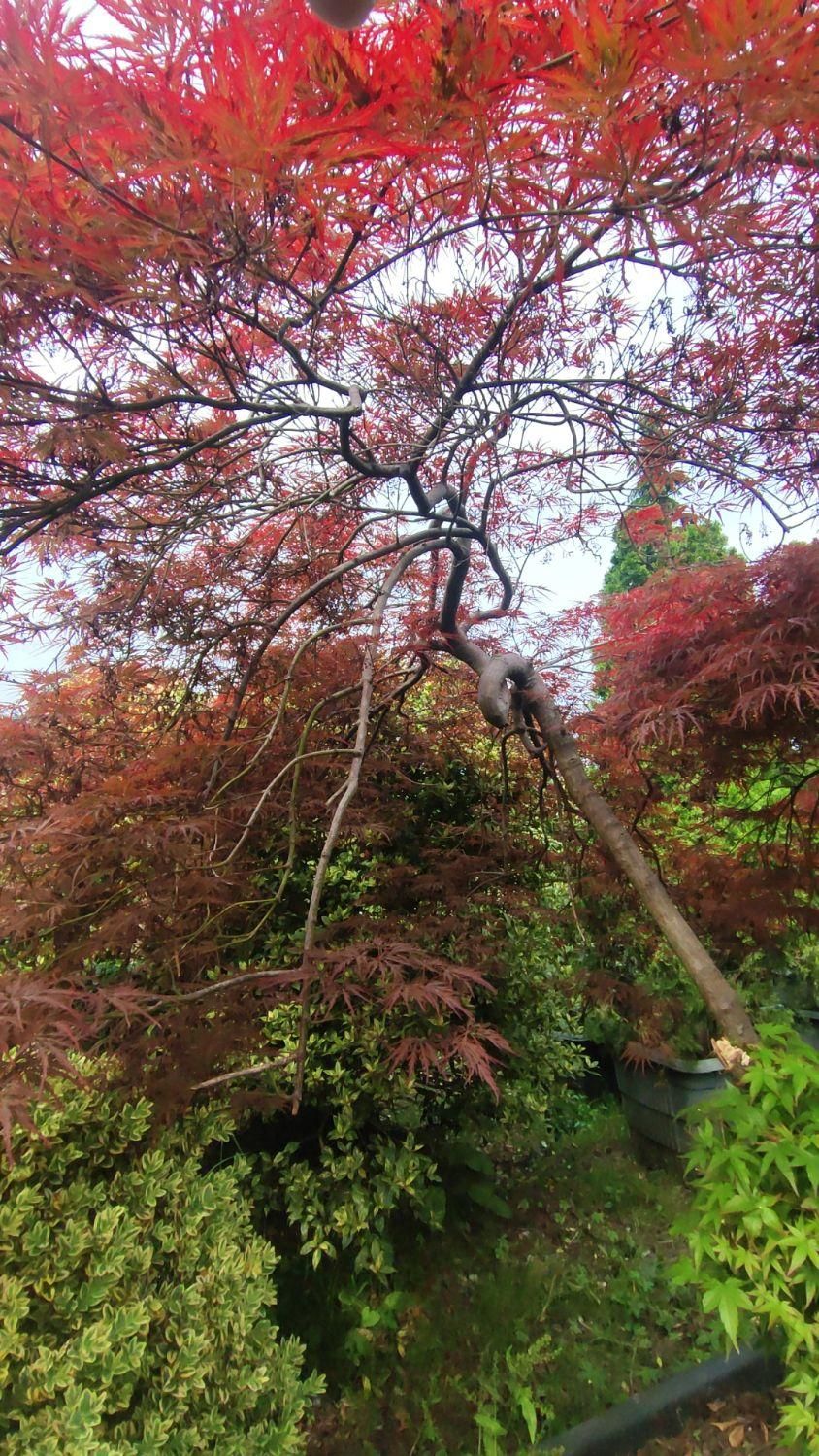 فروش انواع گل و گیاه آپارتمانی و بیرونی|گل و گیاه طبیعی|تنکابن, |دیوار