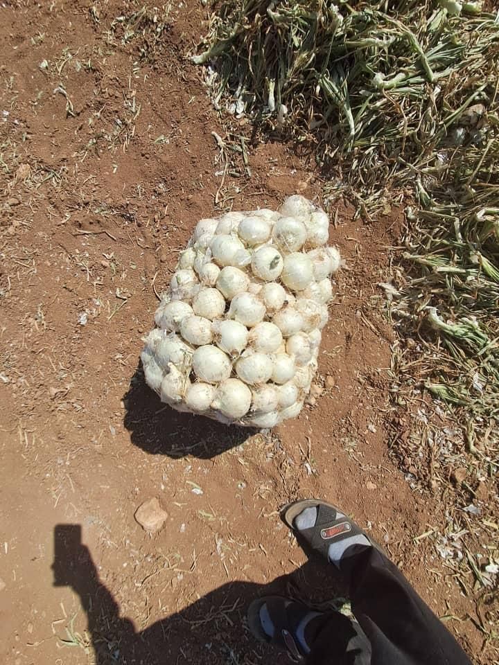 بذر پیاز روز کوتاه و روز بلنده|عمده‌فروشی|تیران, |دیوار