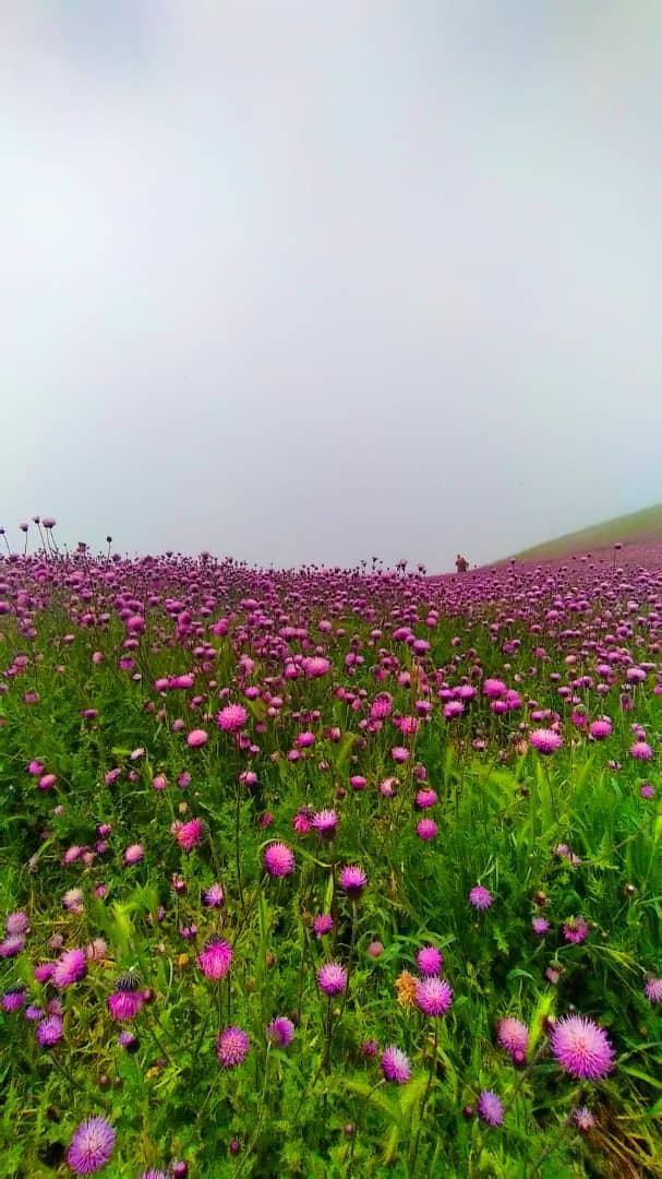 تور یک روزه ییلاق رویایی سلانسر اجرا انحصاری و شاد|تور و چارتر|تهران, ستارخان|دیوار