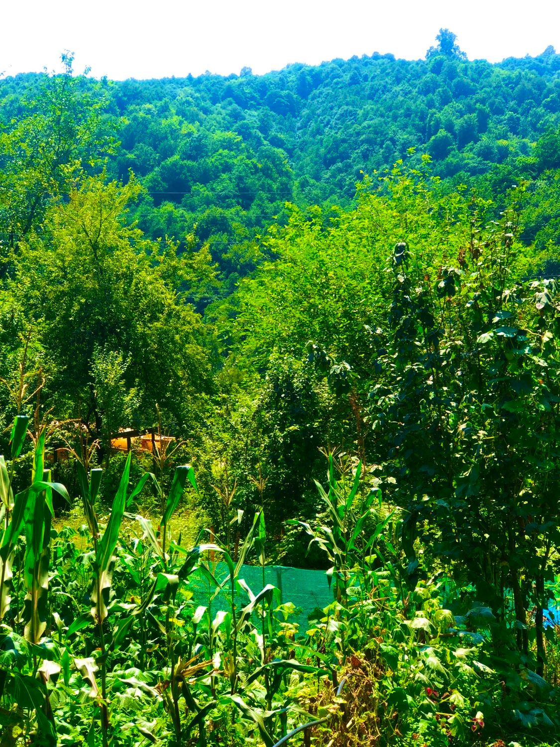 *سوییت نوساز/ وشیک/تمیز در دل طبیعت/پارکینگ دار|اجارهٔ کوتاه‌مدت آپارتمان و سوئیت|رضوانشهر, |دیوار