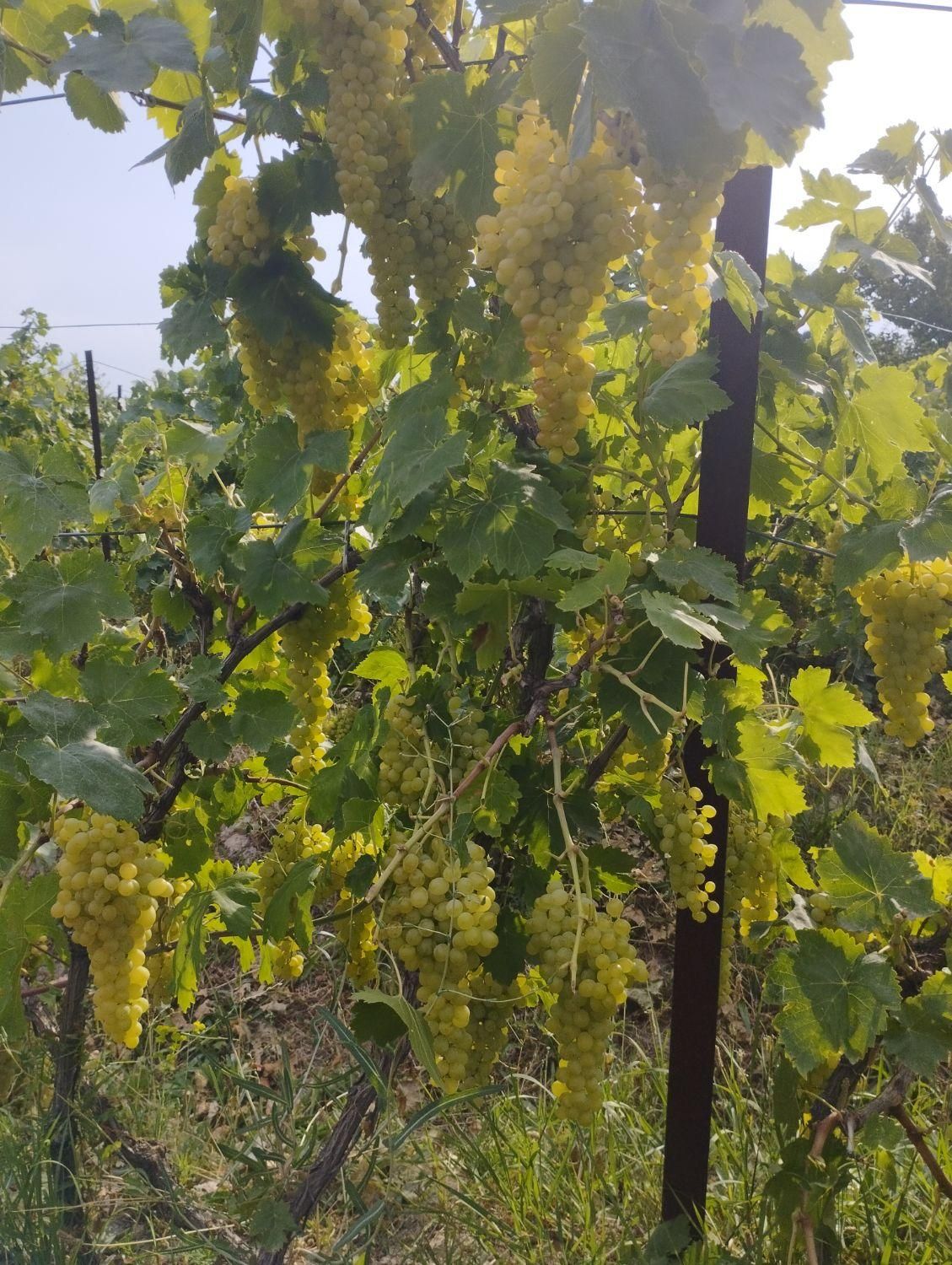 باغ انگور 10000متر|فروش دفتر صنعتی، کشاورزی، تجاری|اردبیل, |دیوار