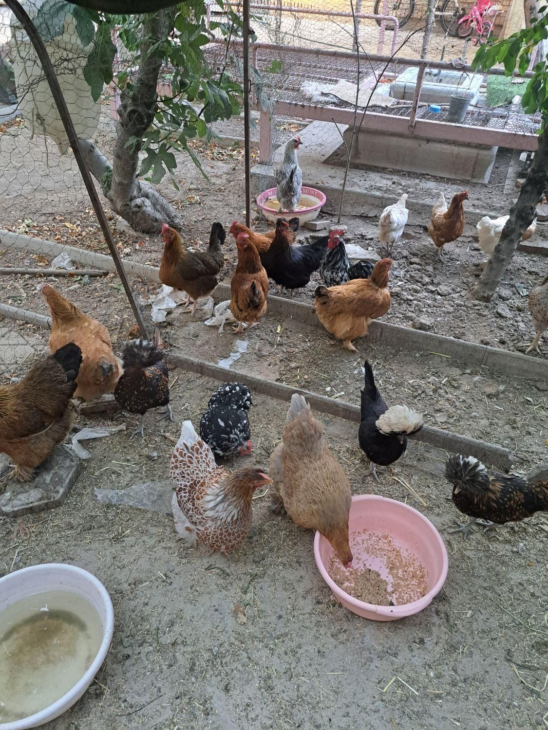 تخم نطفه دار ویادونت، برهما، لهستانی، کوشین ،لری|حیوانات مزرعه|شاهین‌شهر, مخابرات (شهید بهشتی)|دیوار