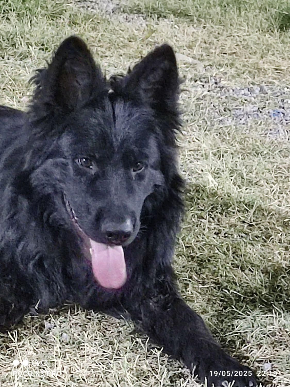 سگ ژرمن شولاین|سگ|شوشتر, |دیوار