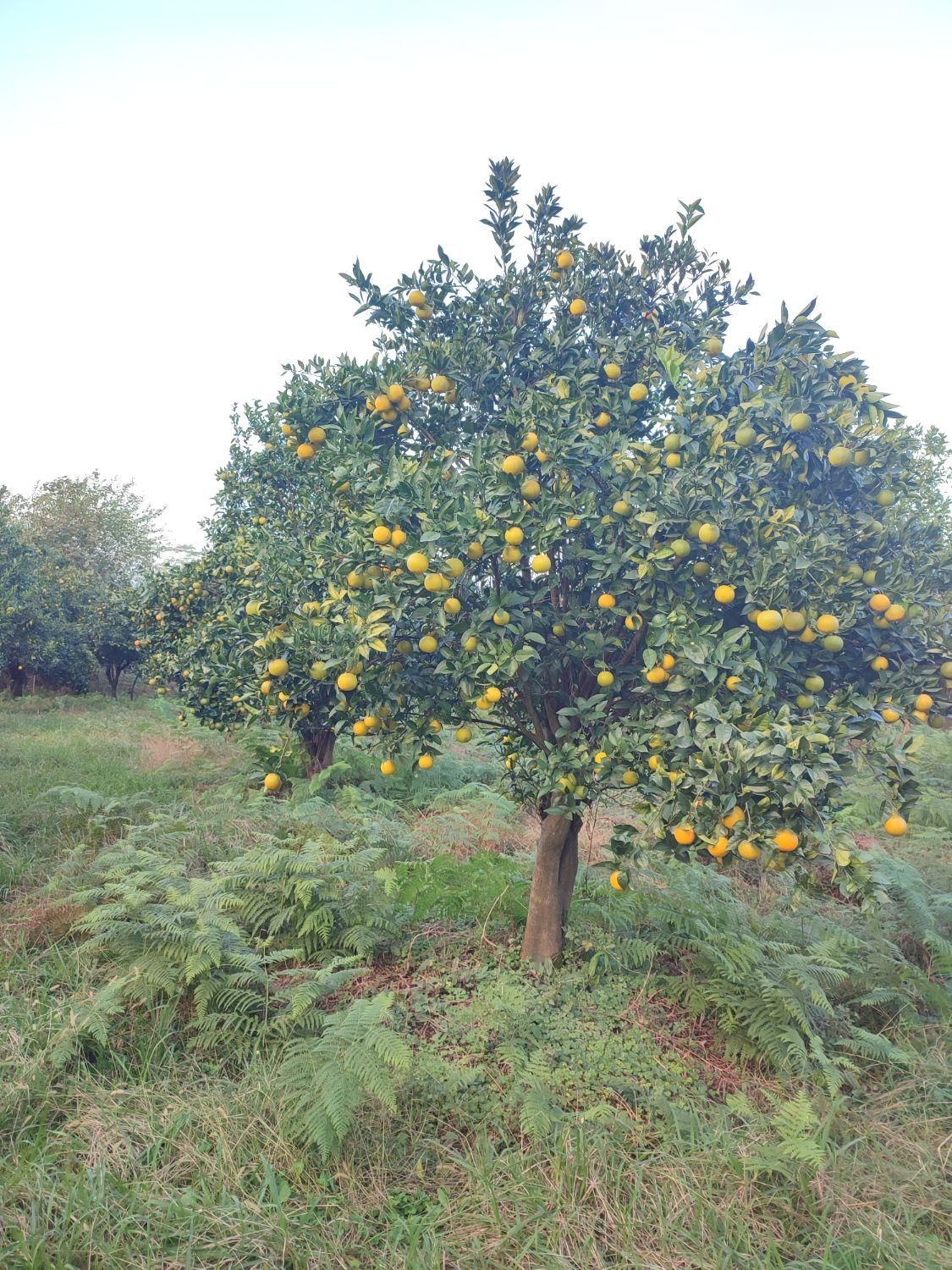 فروش زمین ۲۰۸۸ متری سنددار|فروش زمین و ملک کلنگی|چابکسر, |دیوار