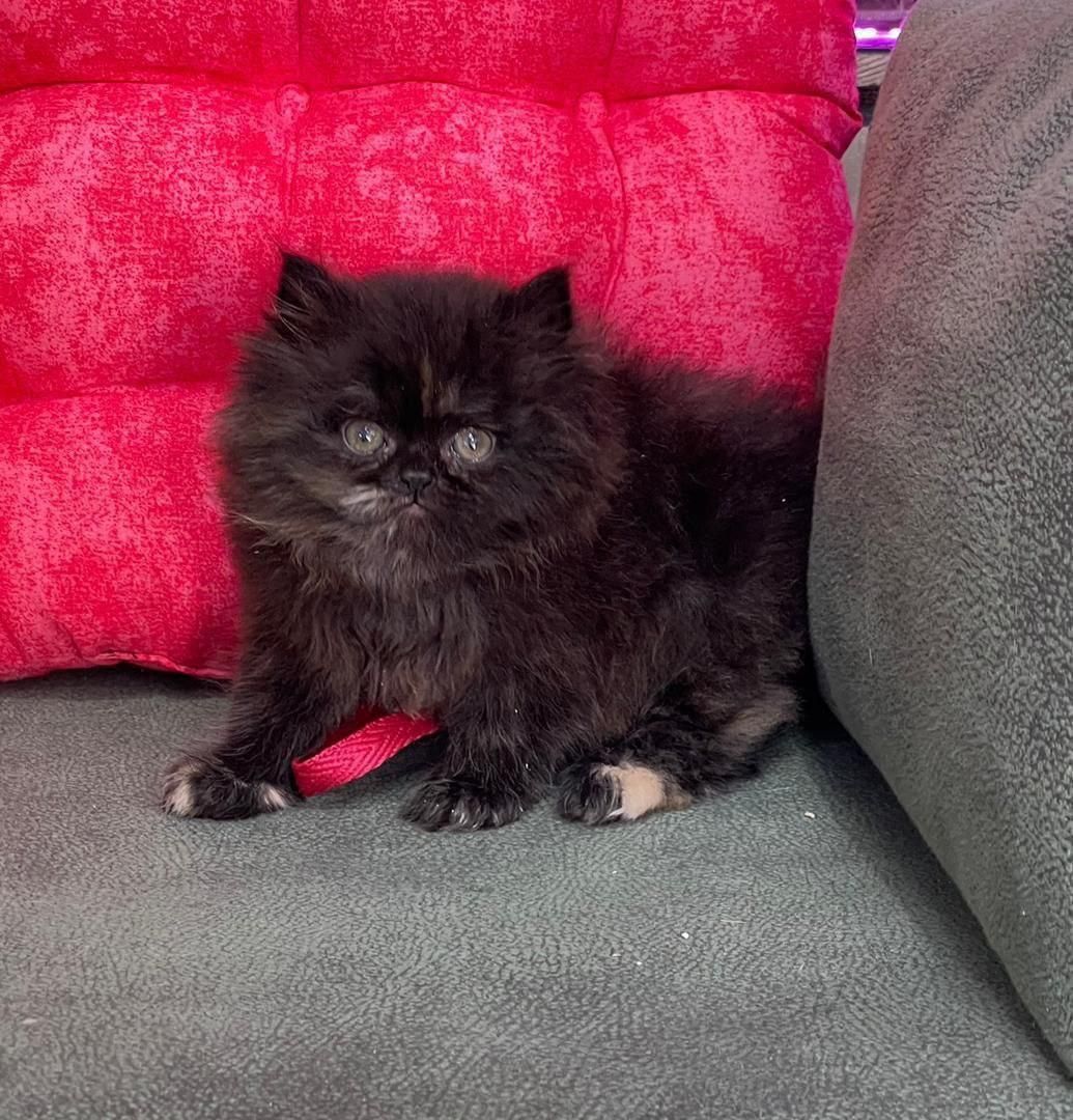 ملوسکای دست آموز|گربه|گرگان, |دیوار