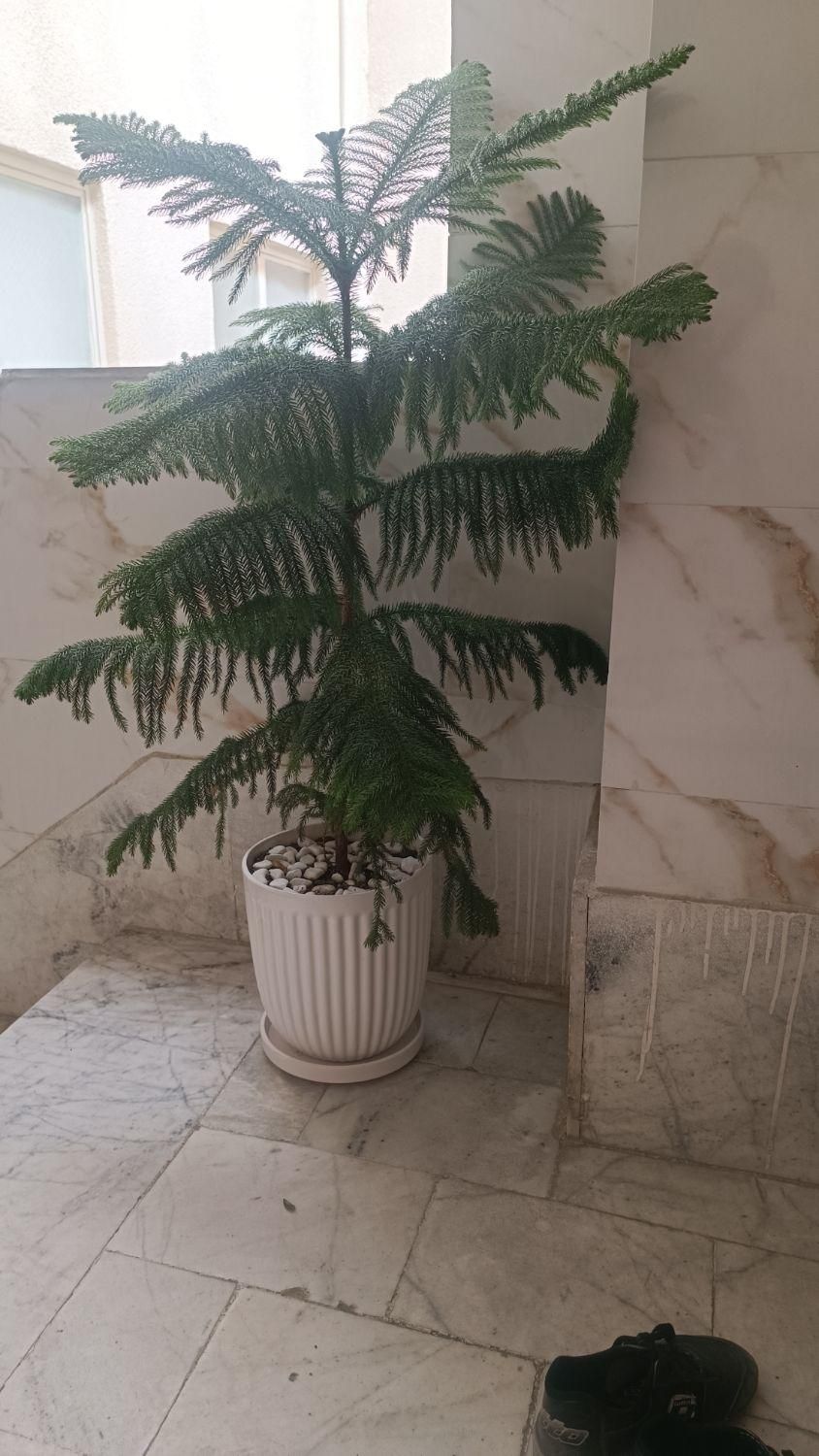 گل مطبق|گل و گیاه طبیعی|کرج, گلستان|دیوار